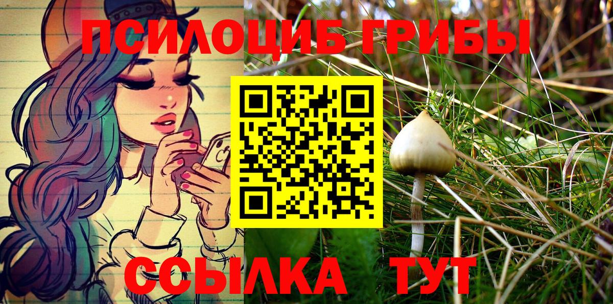 Псилоцибиновые грибы Psilocybe Димитровград